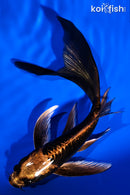 5.5" BENI KIKOKURYU BUTTERFLY