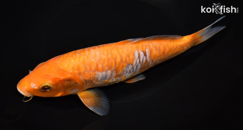 8.5" ARAGOKE OCHIBA SHIGURE