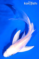 4.75" ARAGOKE PLATINUM OGON BUTTERFLY