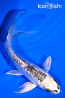 5" GINRIN GIN MATSUBA BUTTERFLY