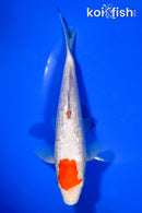 7.25" GINRIN KOHAKU