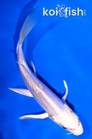 4.5" DOITSU PLATINUM OGON BUTTERFLY