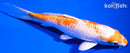 5.5" HARIWAKE