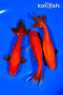 PACK OF (3) 5.25-5.5" WAKIN GOLDFISH