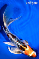 8" ARAGOKE BENI KIKOKURYU BUTTERFLY