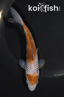 5.25" OCHIBA SHIGURE