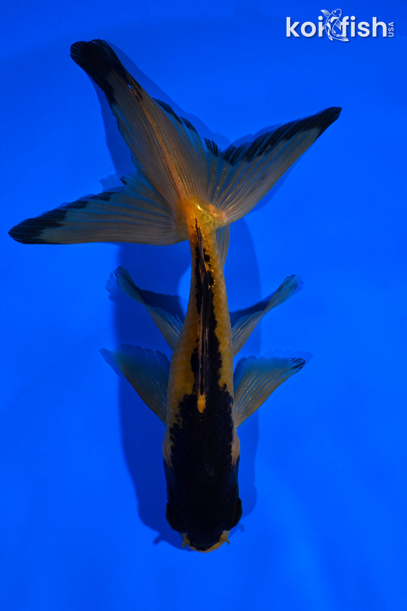 5.5" WATONAI GOLDFISH