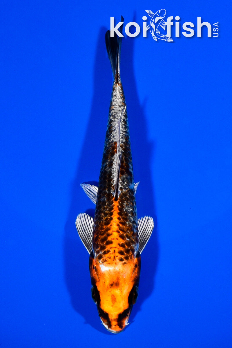 5.75" BENI GINGA