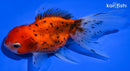4.75" CALICO ORANDA GOLDFISH