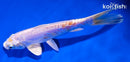 6.5" DOITSU HARIWAKE