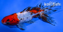 5.5" CALICO WATONAI GOLDFISH
