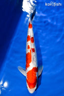 14.75" GINRIN KOHAKU