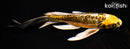 7.5" KIN KIKOKURYU BUTTERFLY