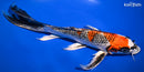 10.75" KUJAKU BUTTERFLY