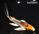 8.5" KUJAKU BUTTERFLY