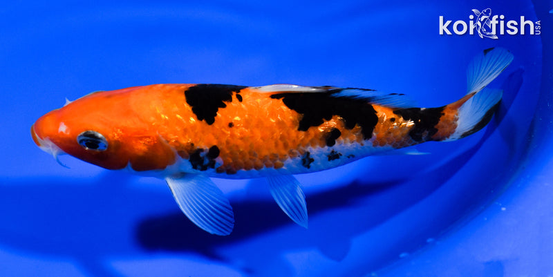 6.25" GINRIN AKA SANKE