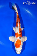 11.75" YAMAO NISHIKI