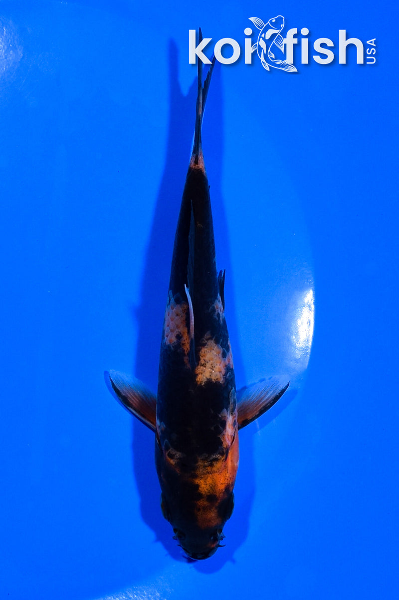 5.25" HI UTSURI