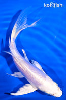 5.75" DOITSU PLATINUM OGON BUTTERFLY