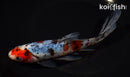 7.5" SHUBUNKIN GOLDFISH