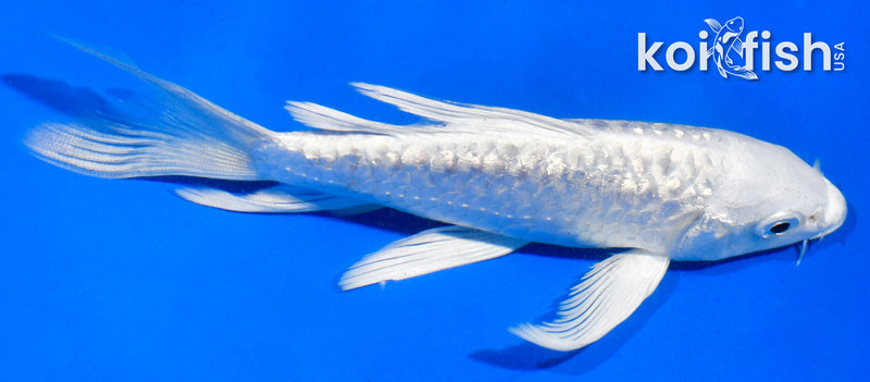 4.5" DOITSU GINRIN PLATINUM OGON BUTTERFLY