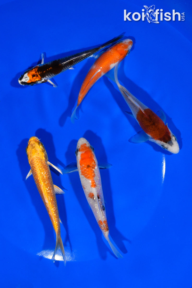 PACK OF (5) 3.5"- 4" STANDARD KOI