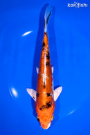 8.25" HEISEI NISHIKI