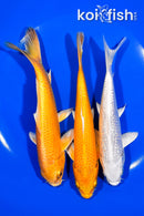PACK OF (3) 5.5-6.25" STANDARD KOI