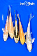 PACK OF (5) 4.25-5.25" STANDARD KOI