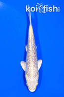 5.25" GINRIN YAMABUKI OGON