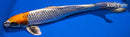 15" KUJAKU