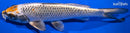 9.5" BENI GINGA