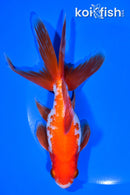 6.25" WATONAI GOLDFISH