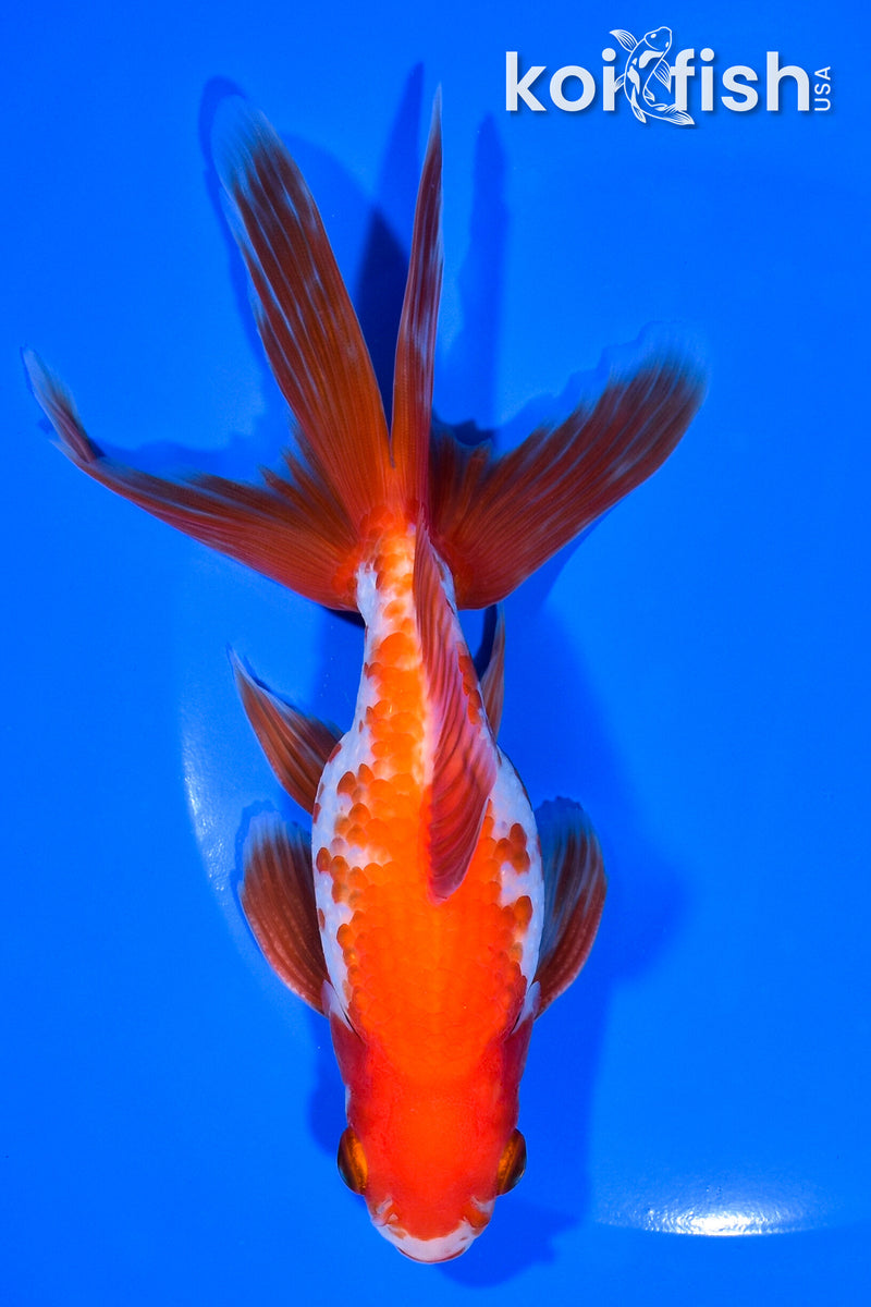 6.25" WATONAI GOLDFISH