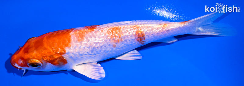 5.5" GINRIN HARIWAKE