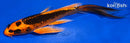 7.25" KIN ORENJI MATSUBA BUTTERFLY