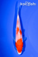 5" KOHAKU