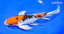 9.75" HEISEI NISHIKI BUTTERFLY