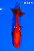 5" SARASA WAKIN GOLDFISH