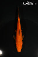 5" CHAGOI