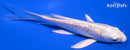 4.75" GINRIN PLATINUM OGON BUTTERFLY
