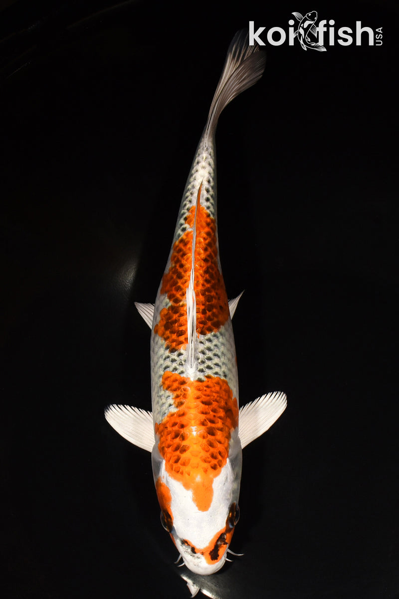 10" KUJAKU