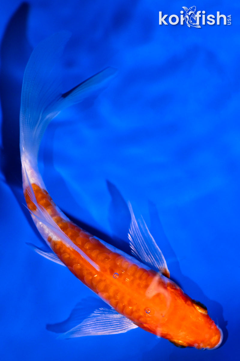 5" HARIWAKE BUTTERFLY