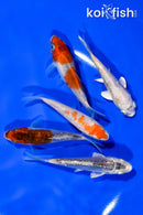 PACK OF (5) 3.5"- 3.75" STANDARD KOI