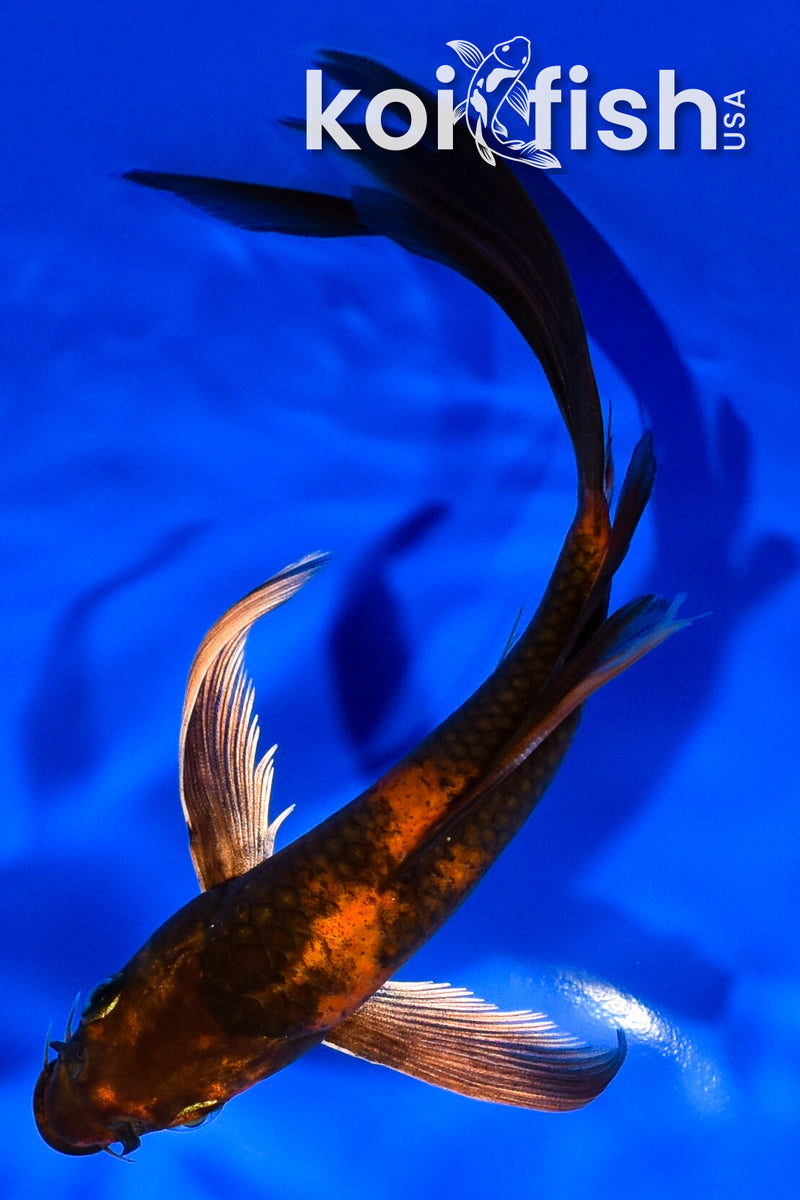 7" KIN HI UTSURI BUTTERFLY