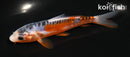 5" HI SHUSUI