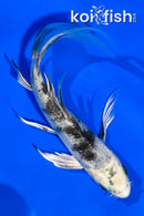 5" GIN SHIRO UTSURI BUTTERFLY