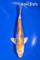 5.75" KIKUSUI