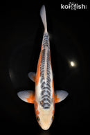 13" HI SHUSUI