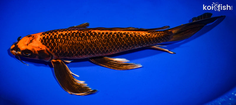 14" ORENJI MATSUBA BUTTERFLY